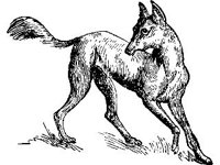 ANML0364.jpg