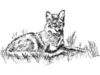 ANML0363.jpg
