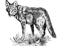 ANML0361.jpg