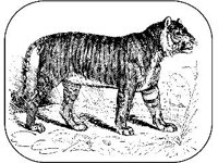 ANML0354.jpg