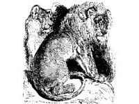 ANML0349.jpg