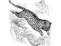 ANML0348.jpg