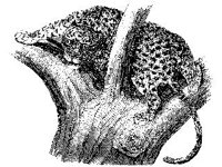 ANML0347.jpg