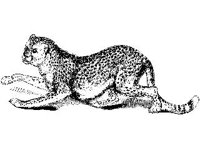 ANML0345.jpg