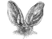 ANML0341.jpg
