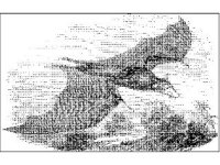 ANML0339.jpg