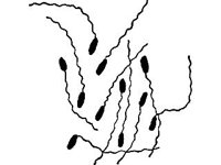 ANML0606.jpg