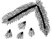 ANML0603.jpg