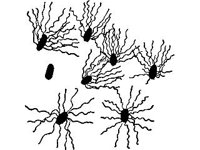 ANML0602.jpg