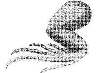 ANML0623.jpg
