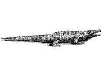 ANML0617.jpg