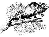 ANML0614.jpg