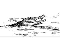ANML0613.jpg