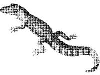 ANML0612.jpg