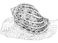 ANML0865.jpg