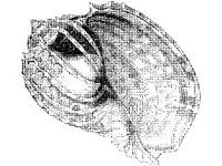ANML0864.jpg