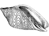 ANML0862.jpg