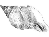 ANML0861.jpg