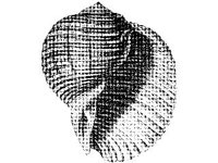 ANML0842.jpg