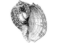 ANML0840.jpg
