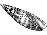 ANML0838.jpg