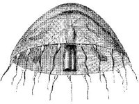 ANML0825.jpg