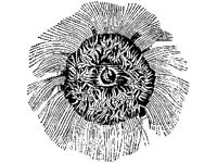 ANML0811.jpg