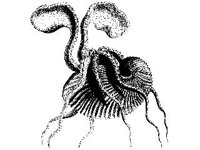 ANML0804.jpg