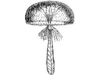 ANML0801.jpg