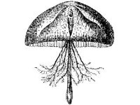 ANML0795.jpg