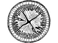 ANML0791.jpg