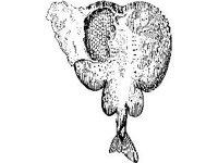 ANML0790.jpg