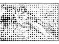 ANML0787.jpg