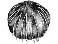 ANML0785.jpg