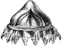 ANML0784.jpg