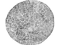ANML0783.jpg