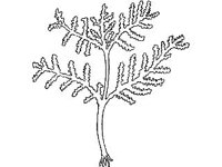 ANML0782.jpg