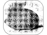 ANML0781.jpg