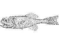 ANML0773.jpg