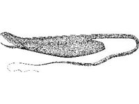 ANML0766.jpg