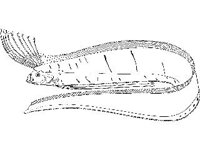 ANML0763.jpg