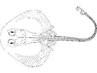 ANML0761.jpg
