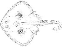 ANML0760.jpg
