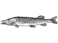 ANML0758.jpg