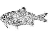 ANML0757.jpg
