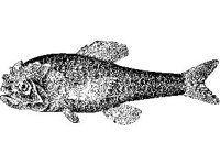 ANML0754.jpg