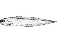 ANML0749.jpg