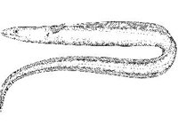ANML0748.jpg