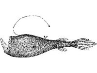 ANML0747.jpg