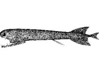 ANML0745.jpg